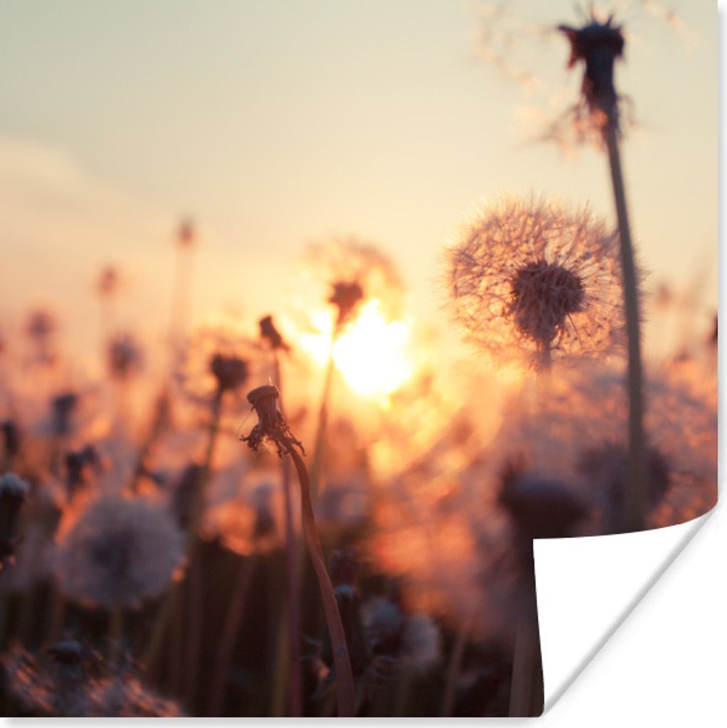 MuchoWow Poster Löwenzahn - Sonnenuntergang - Frühling 50x50 cm - Wohnzimmerdekoration