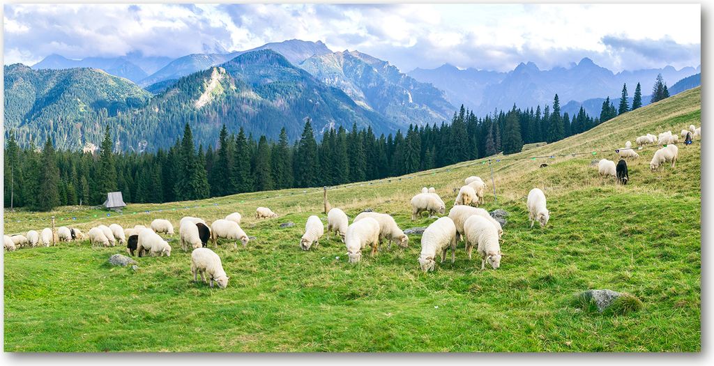 Tulup Leinwandbild - 120x60 cm - Wandkunst - Drucke auf Leinwand - Leinwanddruck - Landschaften - Grün - Schafe Berge Tatra