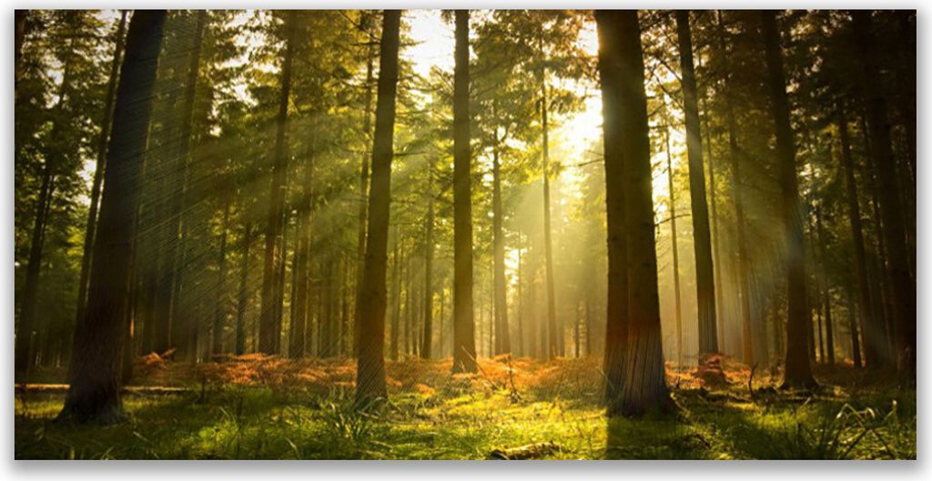 Acrylglasbilder 120x60 Wandbild Druck Wald Natur