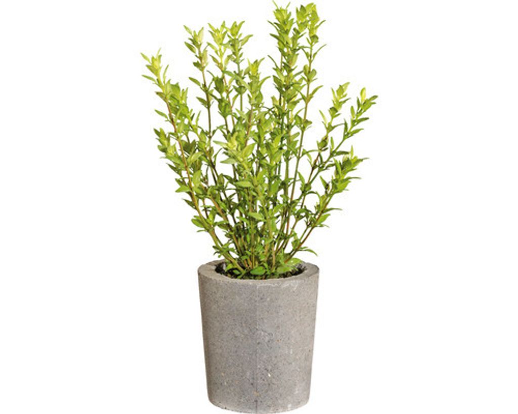 Kunstpflanze Thymian im Zementtopf Ø 15 cm Höhe: 30 cm grün