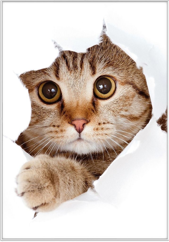 Wallario Wandbild Katze mit Blick nach vorn, Größe: 70,30 x 100,30 cm, Poster mit weißem Kunststoffrahmen