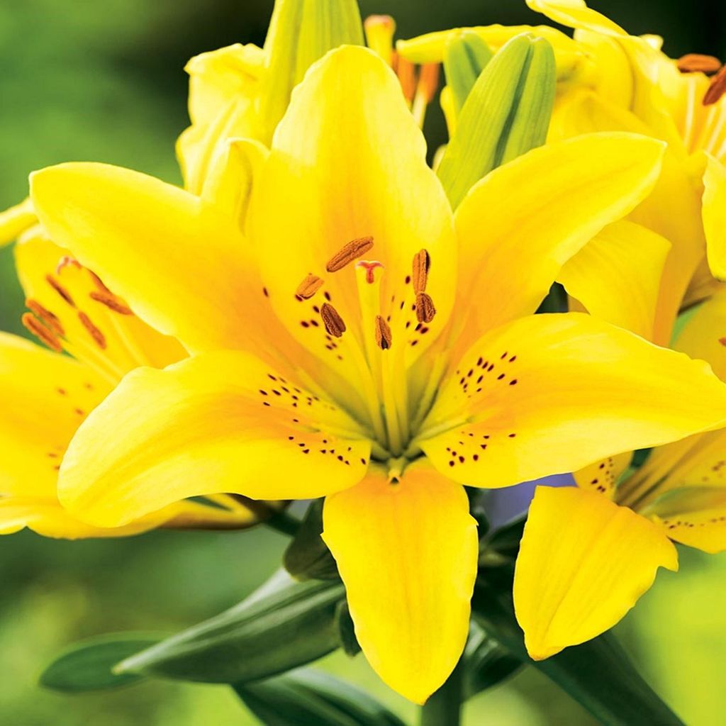 Gigli Bulbi di fiori Bulbi di fiori Giglio asiatico di Immagine del prodotto 