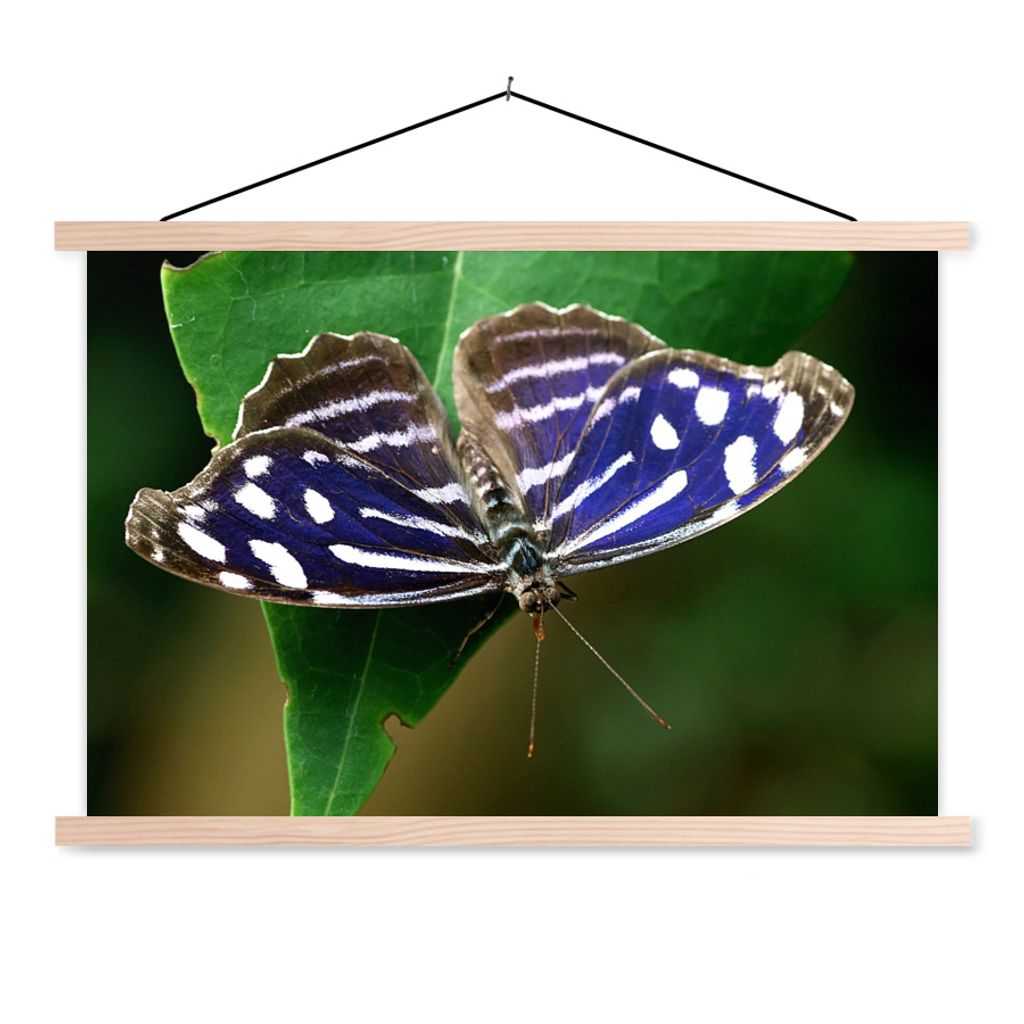 MuchoWow Textilposter Blauer Meerbusenfalter 120x80 cm mit holzfarbenen Rahmen - Aufhängeset