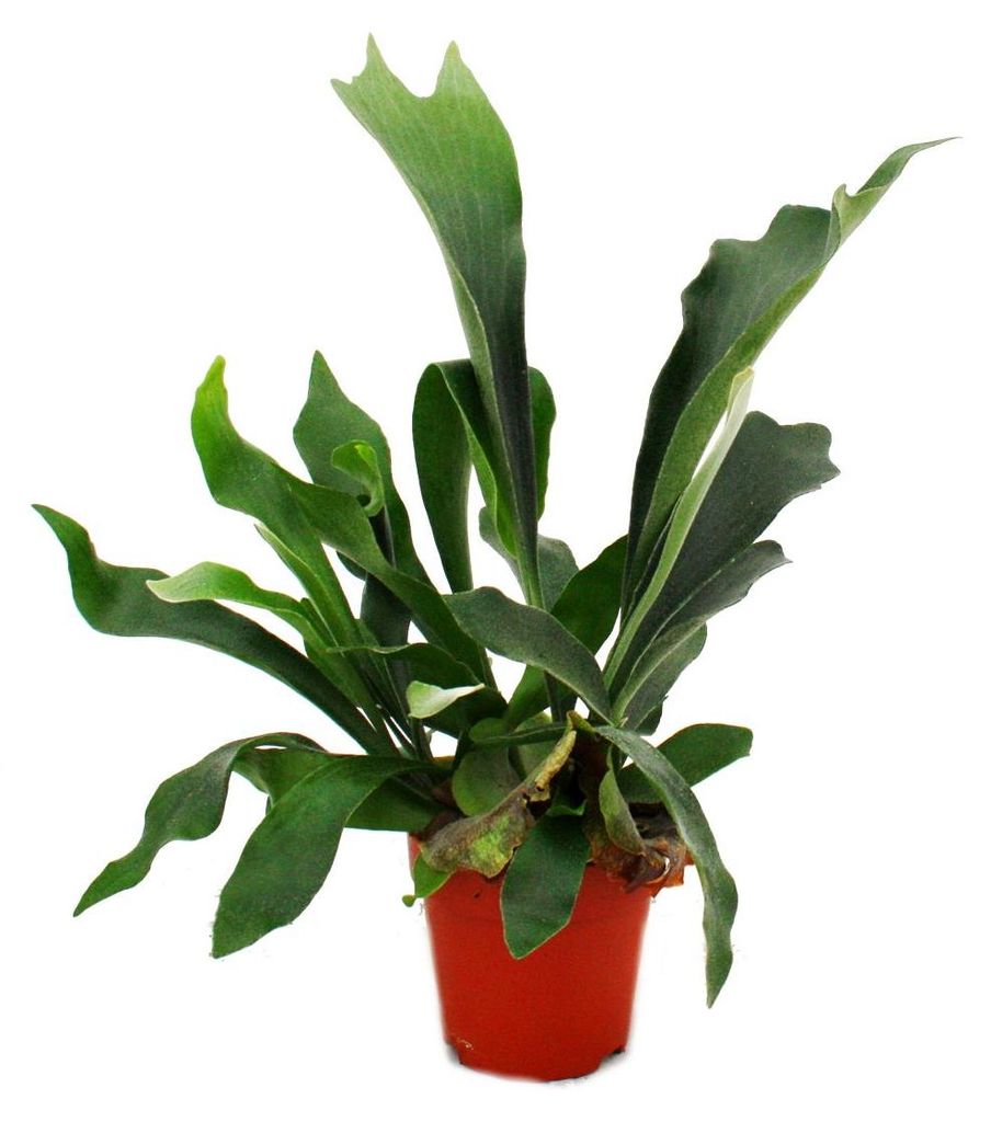 Platycerium bifurcatum - Kapradina parožnatá v květináči o Obrázek produktu 