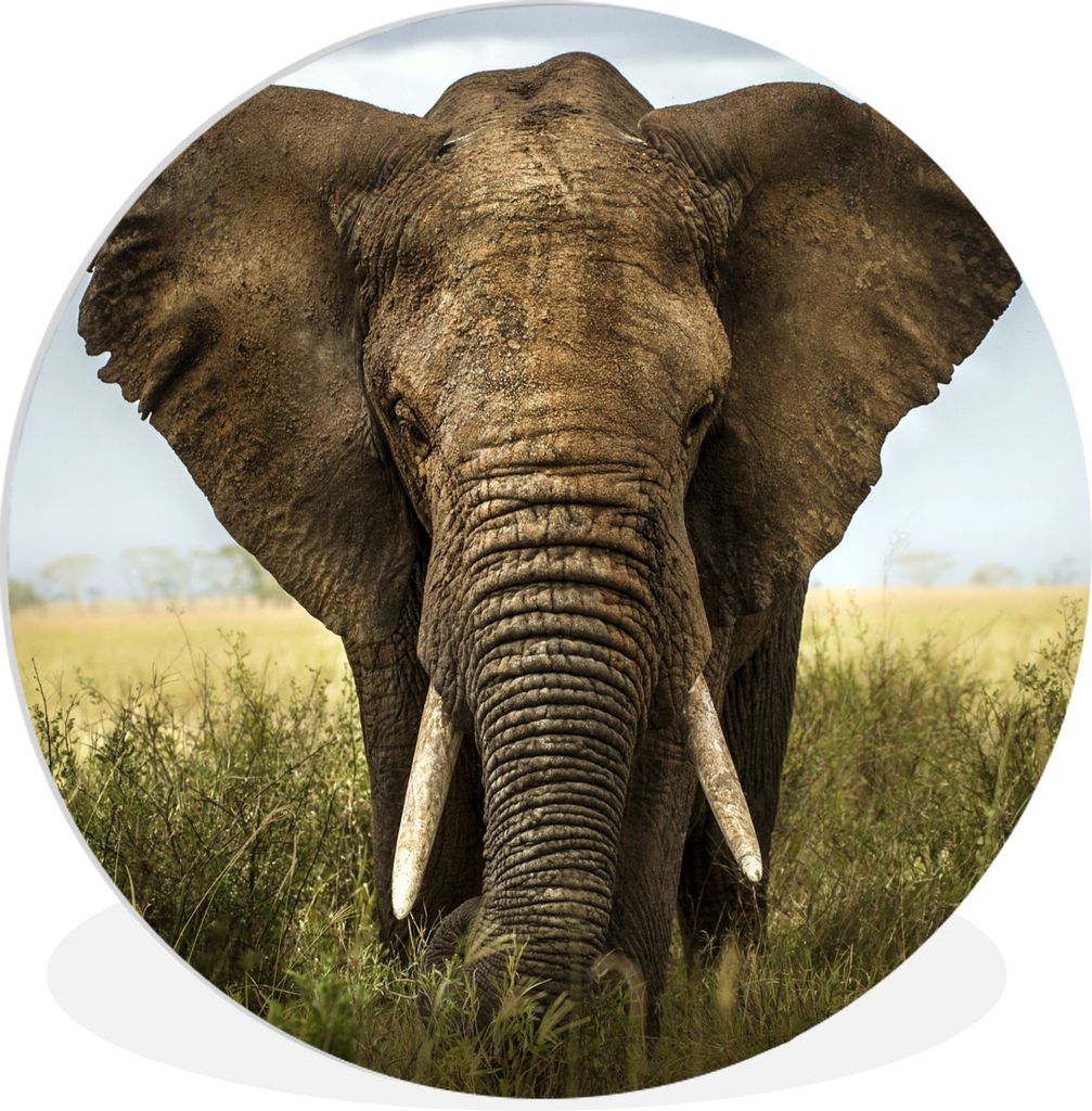 MuchoWow Rundes Wandbild - Runde Bilder Elefant - Natur - Gras - Tiere - Landschaft Ø 30 cm Kreis Wanddekoration Kunststoff - Wandkreis - Wandsc...