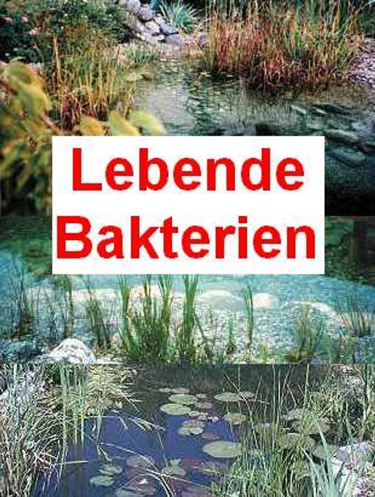 100 g lebende Bakterien + 2 große Schwimmpflanzen Produktbild 
