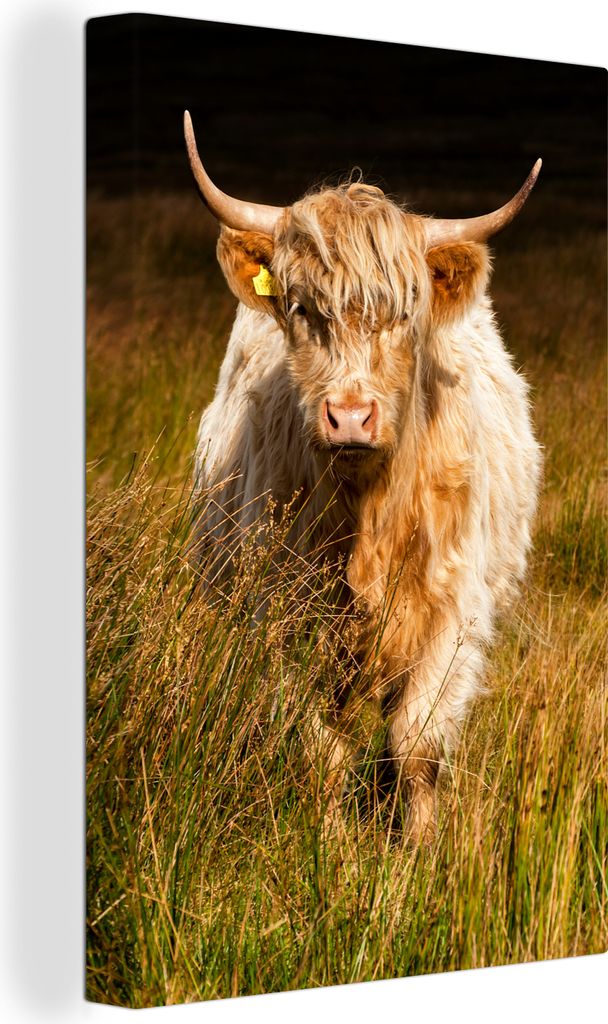OneMillionCanvasses - Leinwandbilder - 90x140 cm, Schottische Hochlandrind - Licht - Gras - Tiere, Wandbilder Kunstdruck Wanddekoration - Hochlan...