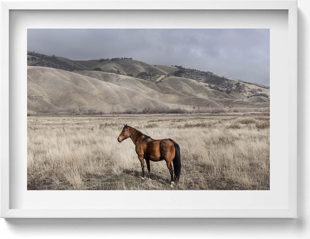 Pferd inmitten von Gräsern– Wandbild mit Rahmen – Gerahmtes Bild – Wanddekoration – 70x50 cm – Weiß Rahmen