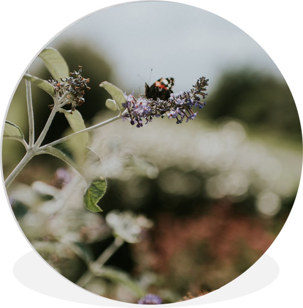 MuchoWow Rundes Wandbild - Runde Bilder Tagpfauenauge Schmetterling auf Lavendel Ø 30 cm Kreis Wanddekoration Kunststoff - Wandkreis - Wandschmu...