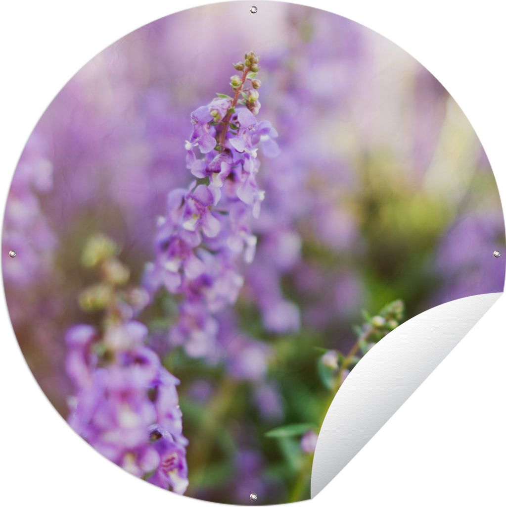 MuchoWow Gartenposter Outdoor-Poster Rund Nahaufnahme von ganzem Lavendel in einem Feld Ø 90 cm Gartendeko Rundes Poster draußen