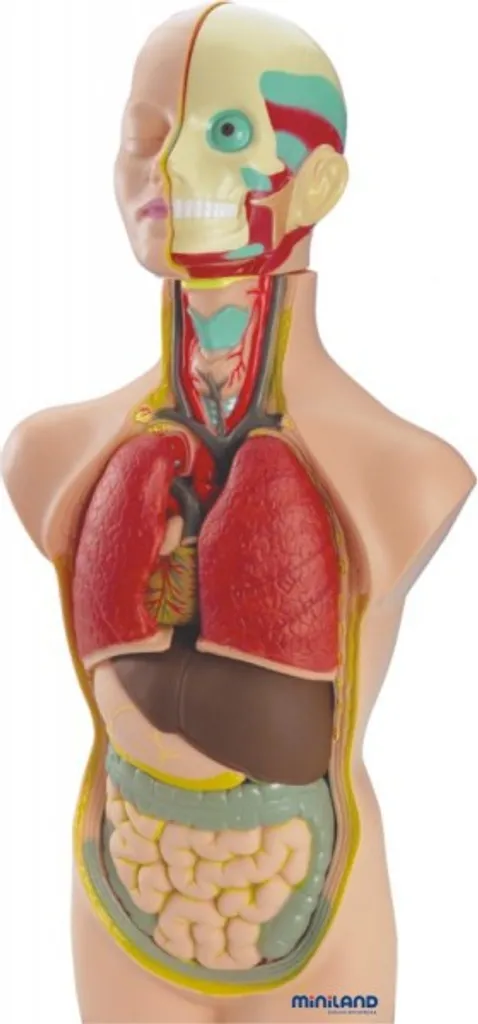 Support Pédagogique Anatomie Humaine 50 cm Miniland 11 Pièces Amovibles