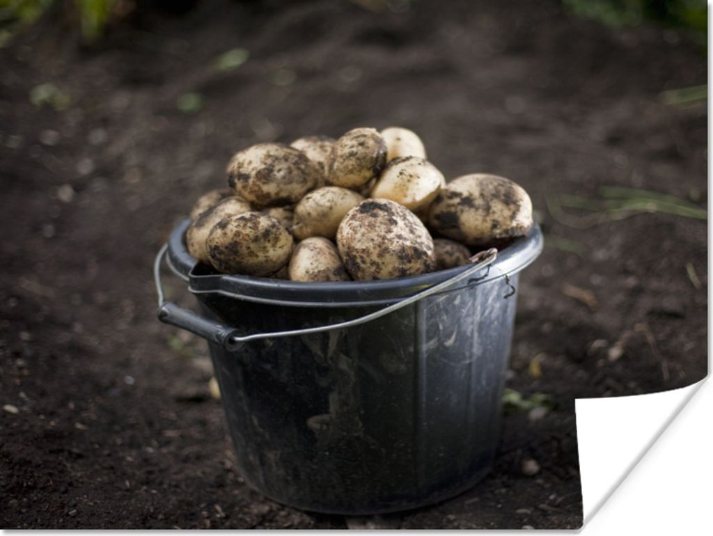 MuchoWow Poster Eimer - Kartoffeln - Gemüse - Landleben 40x30 cm - Plakate für die Wände - Poster Wohnzimmer