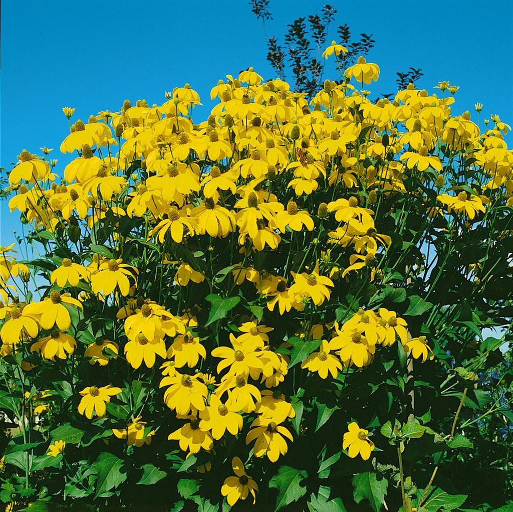 Rudbeckia maxima, Riesen-Sonnenhut, gelb, ca. 9x9 cm Topf Produktbild 