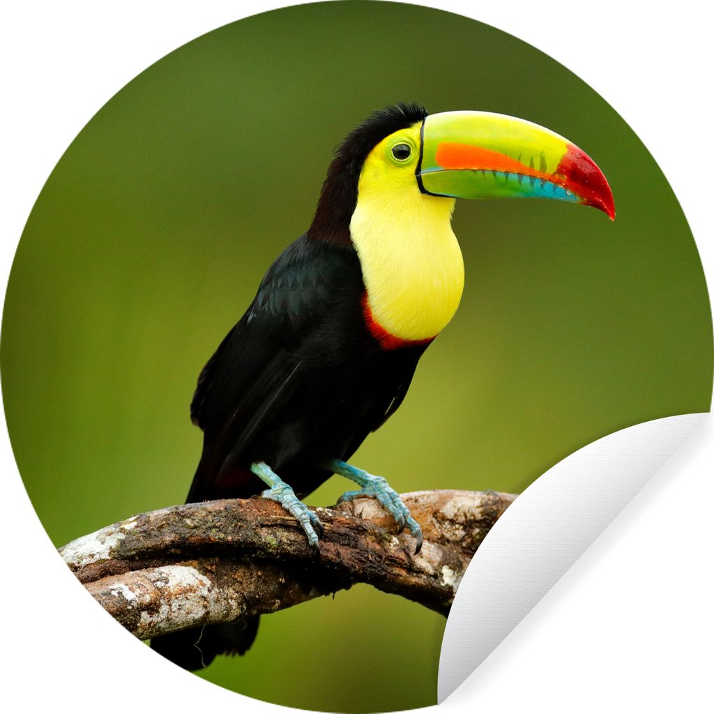 MuchoWow Runde Wandtattoo - Wandsticker Tapete Aufkleber Vogel - Tukan - Regenbogen - Grün - Zweig Ø 100 cm Selbstklebend und Repositionierbar ...
