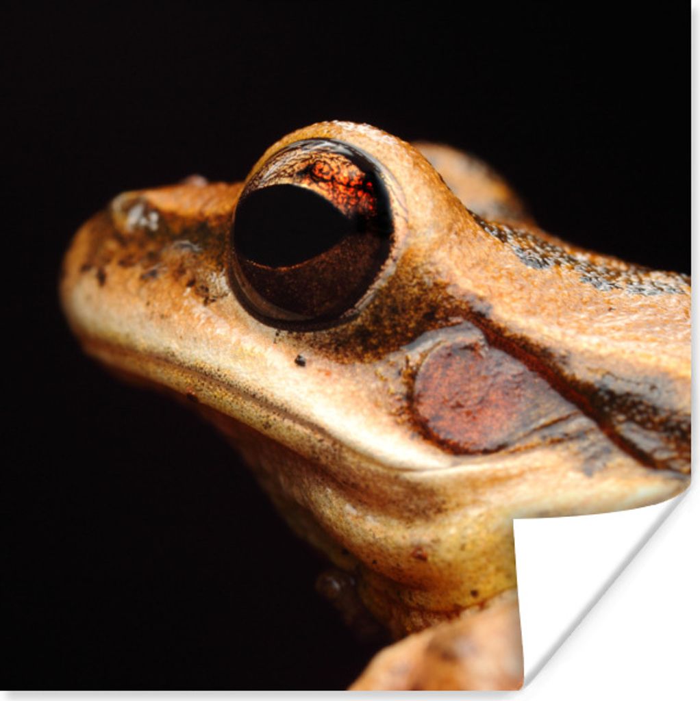 MuchoWow Poster Frosch - Auge - Schwarz 30x30 cm - Wandposter - Printing