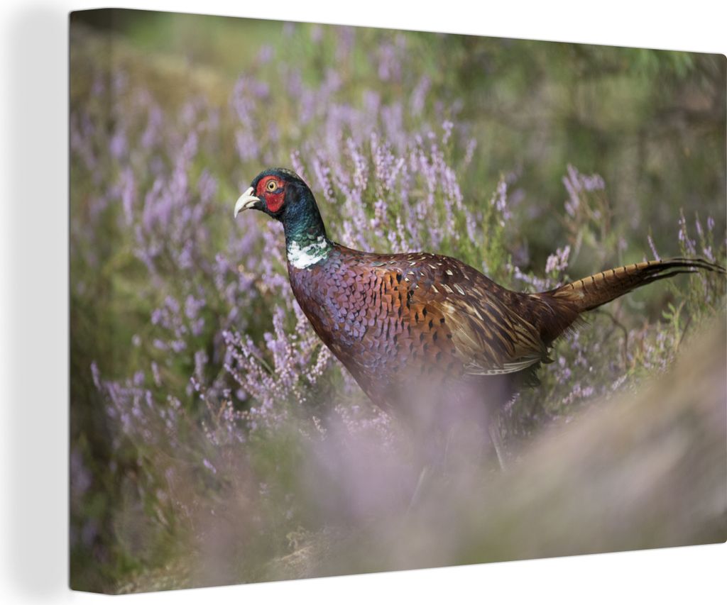 OneMillionCanvasses - Leinwandbilder - 150x100 cm, Fasan - Blumen - Gras, Wandbilder Kunstdruck Wanddekoration