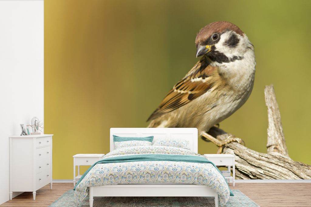 MuchoWow Fototapete für Wohnzimmer oder Schlafzimmer Wandtapete Vinyl Motivtapete Nahaufnahme eines Feldsperlings auf einem Zweig - 330x220 cm -...