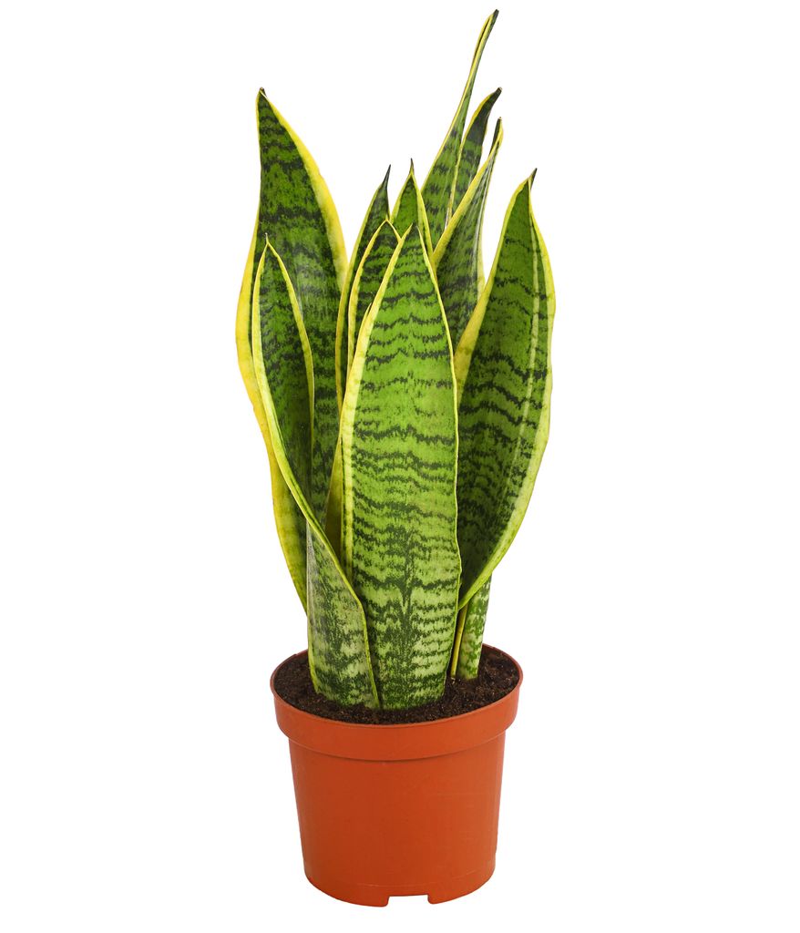Dehner Bogenhanf Laurentii, Sansevieria trifasciata, schwertförmige Blätter, 40-45 cm, Ø Topf 14 cm, Zimmerpflanze