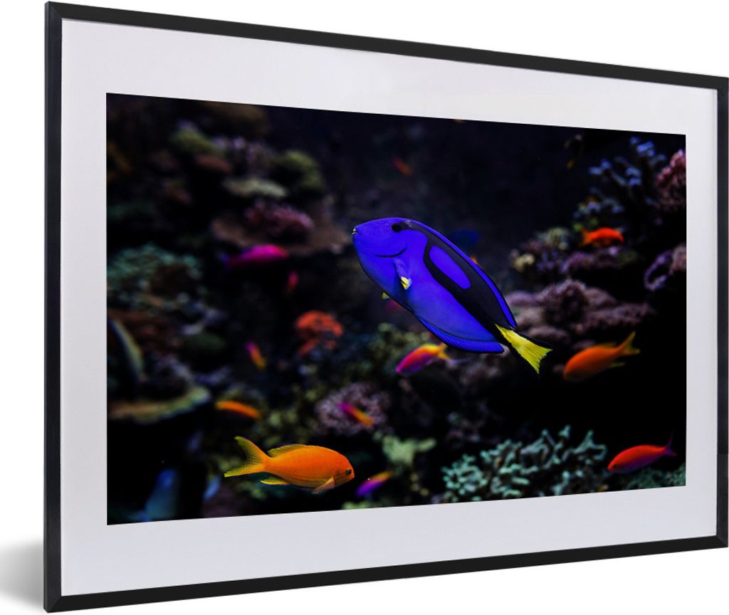 MuchoWow Gerahmtes Poster Ein Picasso-Doktorfisch in einem Aquarium 60x40 cm - Poster mit Schwarzem Bilderrahmen Wandposter Rahmen Foto Bilder - ...