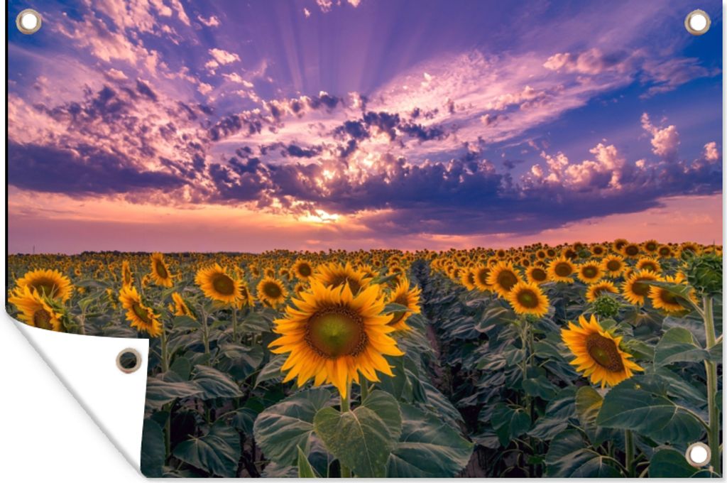 MuchoWow 90x60 cm Outdoor-Poster Gartendeko Sichtschutz Garten Poster für den Garten Blumen - Himmel - Lila - Sonnenuntergang