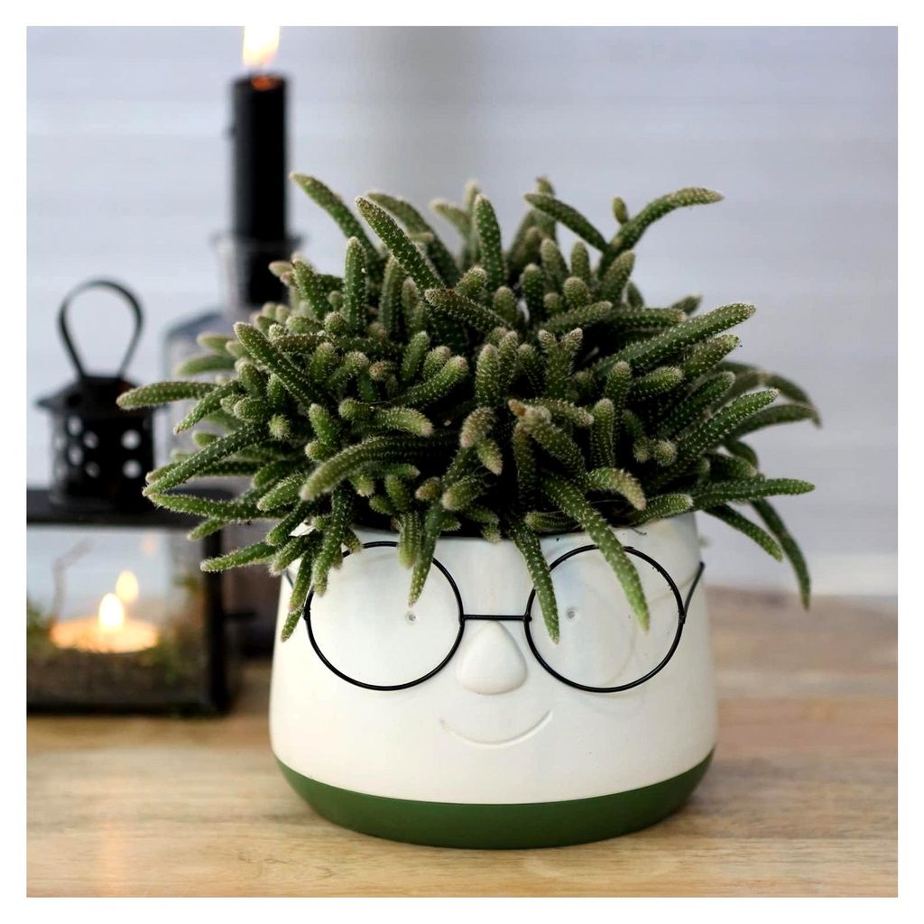 Blumenübertöpfe aus Keramik in witzigem Design - Blumentöpfe - Übertöpfe - Lustige Blumentöpfe - Übertöpfe für Zimmerpflanzen Größe H 9 ...