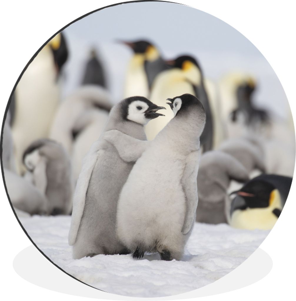 MuchoWow Aluminium Wandkreis Pinguin - Schnee - Baby Ø 90 cm Wanddeko Modern Wohnzimmer - Mauerkreis - Wandbilder - Runde Bild - Bild aus Alumin...