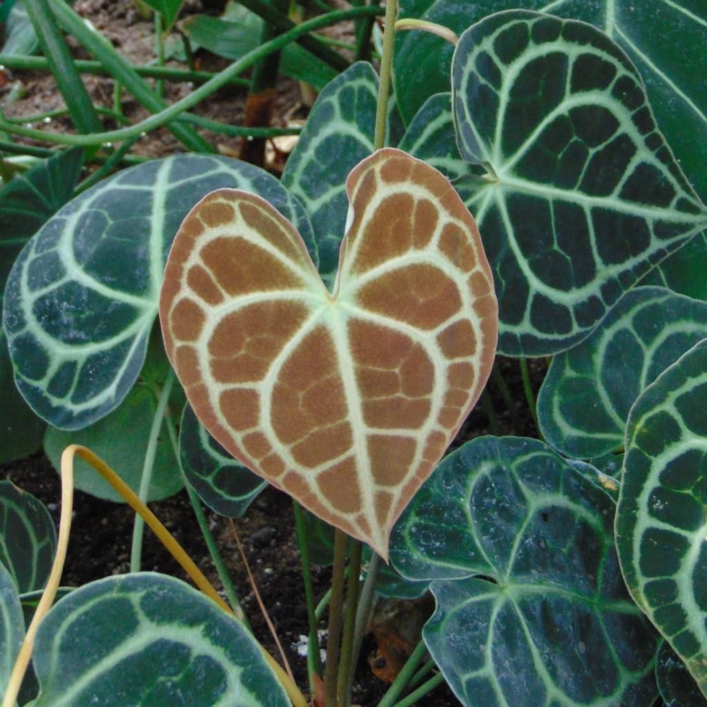 Anthurium (Anthurium clarinervium) - 1 gekeimter Samen