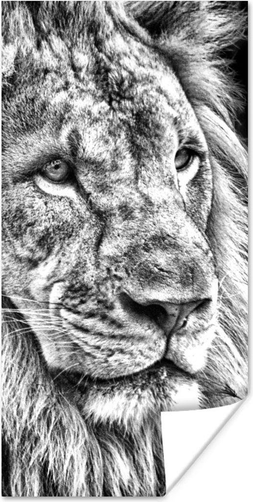 MuchoWow Poster Porträt - Löwe - Schwarz und weiß 20x40 cm - Plakat - Foto