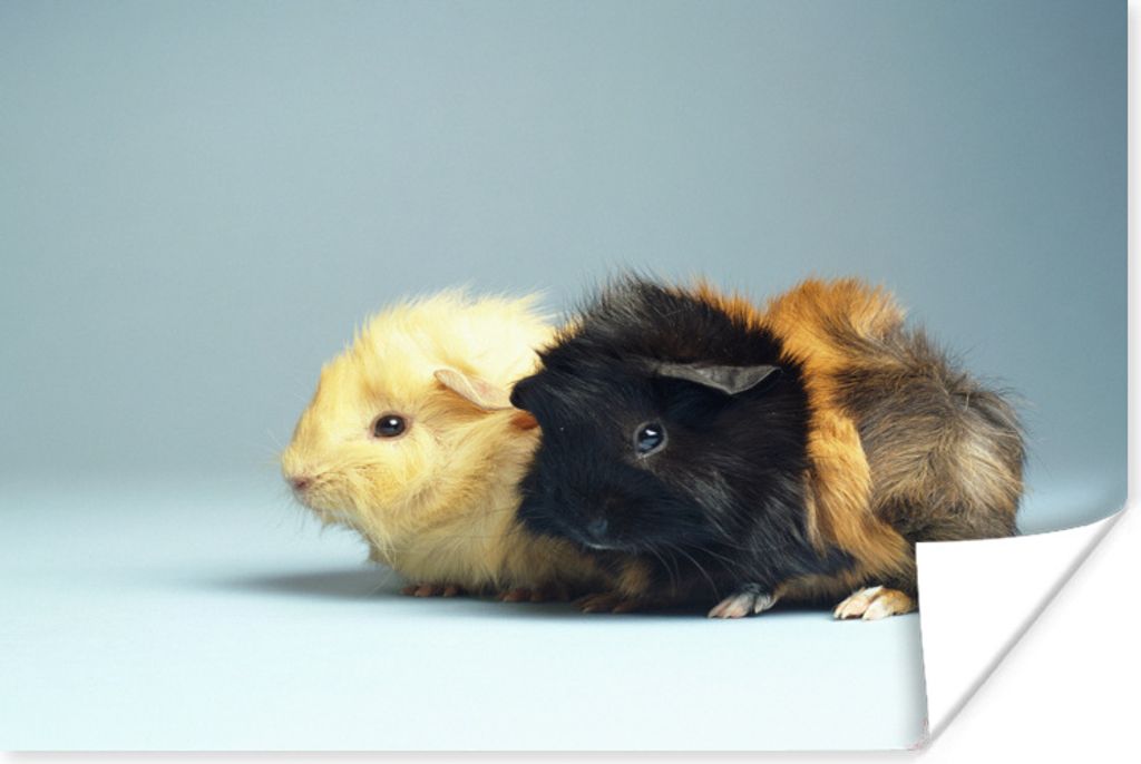 MuchoWow Poster Zwei kleine Meerschweinchen 40x30 cm - Plakate für die Wände - Poster Wohnzimmer