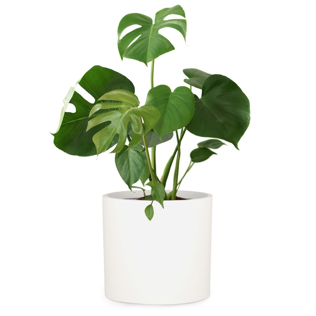 Fox & Fern Blumentopf mit Stopfen, Blumentopf Gross für Innen/Außen, Übertopf UV- & Frostbeständig, Polystone-Blumentöpfe Weiß, Blumentopf 29...