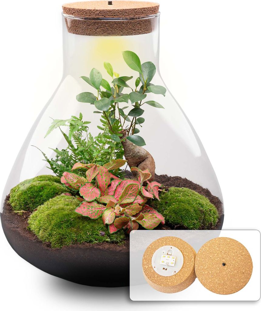Flaschengarten - Sam XL mit Bonsai - DIY - ↑ 32 cm Produktbild 
