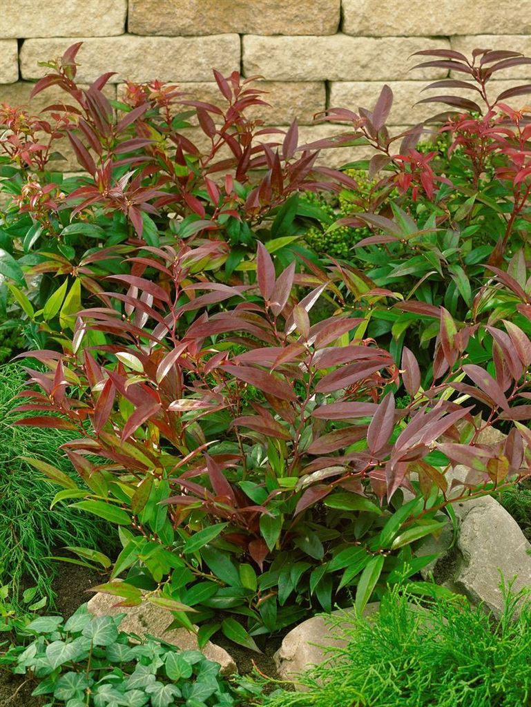 Leucothoe keiskei 'Halloween', Schattenglöckchen, rot-grün, Produktbild 