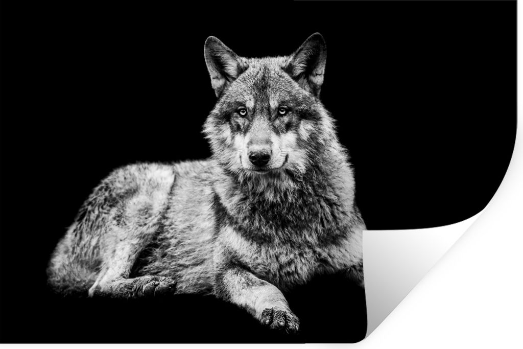 MuchoWow Wandtattoo Wandsticker Wandaufkleber Wildlife - Wolf - Schwarz - Weiß 120x80 cm Selbstklebend und Repositionierbar - Selbstklebend - Fo...