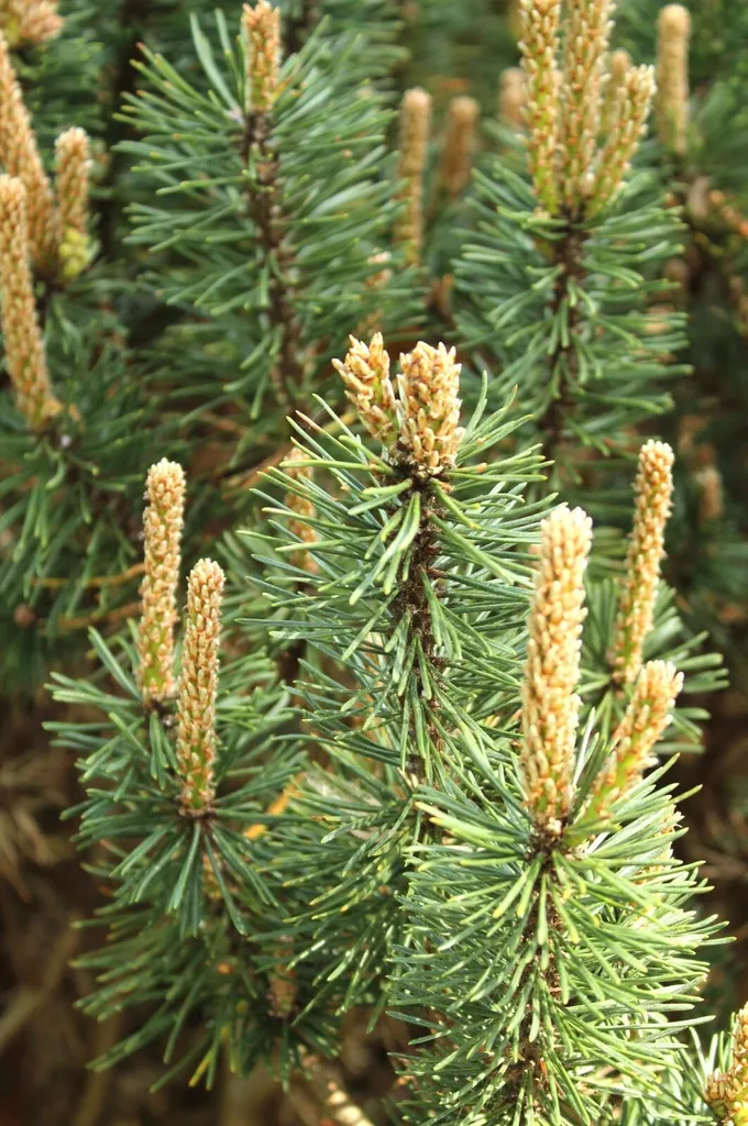 Pinus Mugo Humpy Persistant et Robuste, Pin de Montagne 50 - 60 cm
