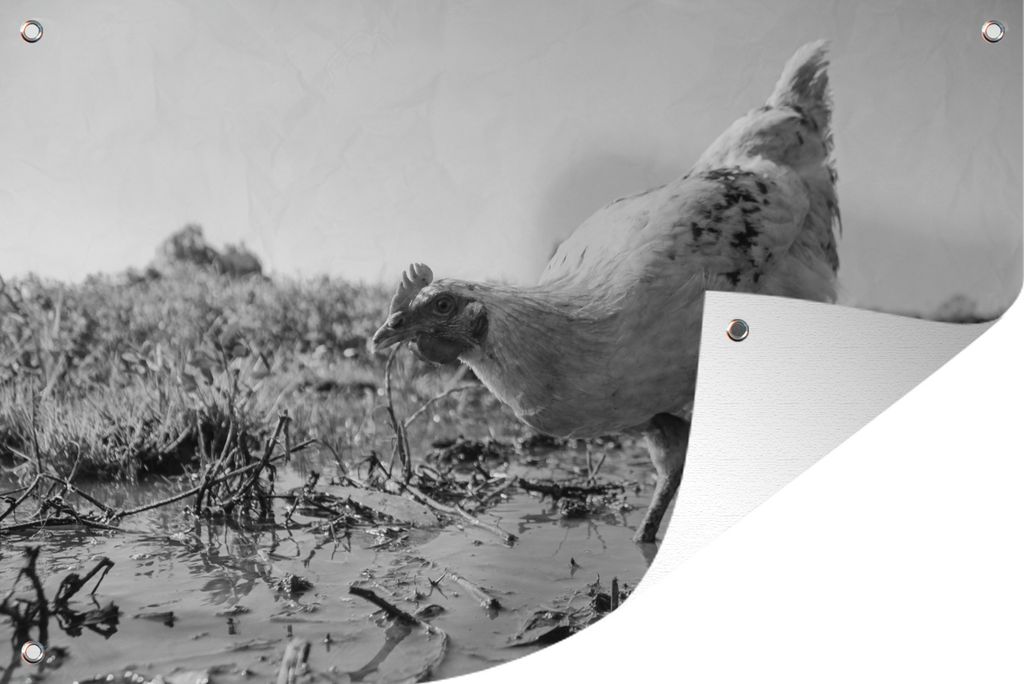 MuchoWow 90x60 cm Outdoor-Poster Gartendeko Sichtschutz Garten Poster für den Garten Huhn auf der Wiese in Schwarz und Weiß