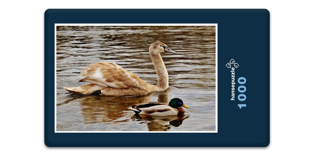 hansepuzzle 10624 - Wasservögel Puzzle, 1000 Teile, Tierwelt, 60,0 x 46,0cm mit hochwertiger Aufbewahrung, Kartonbox & Beutel