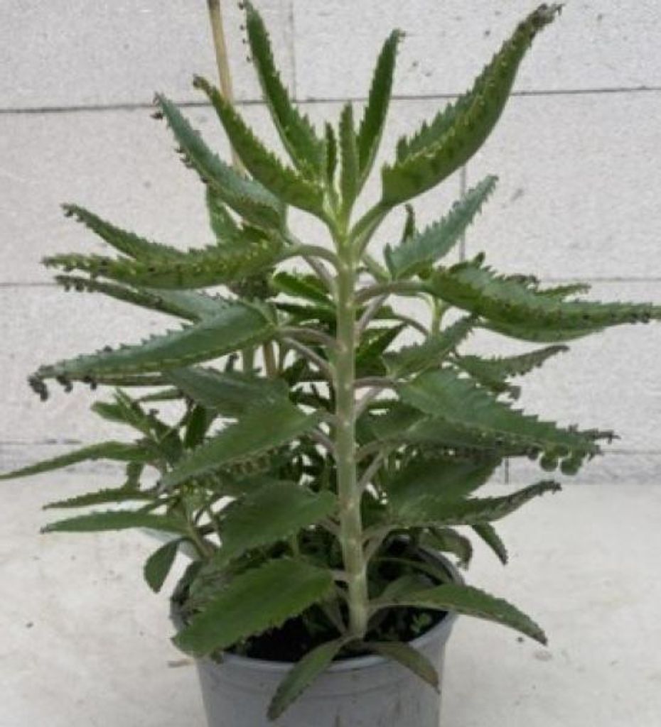 Goethepflanze - Kalanchoe daigremontiana - Brutblatt Produktbild 