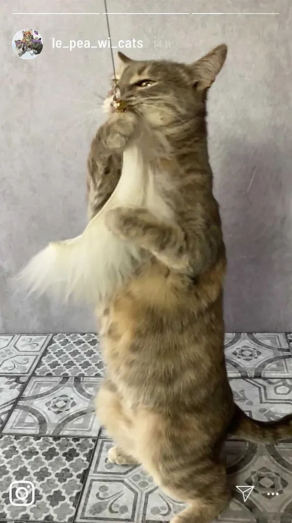 Jouet canne à pêche pour chat naturel en bois et véritable fourrure