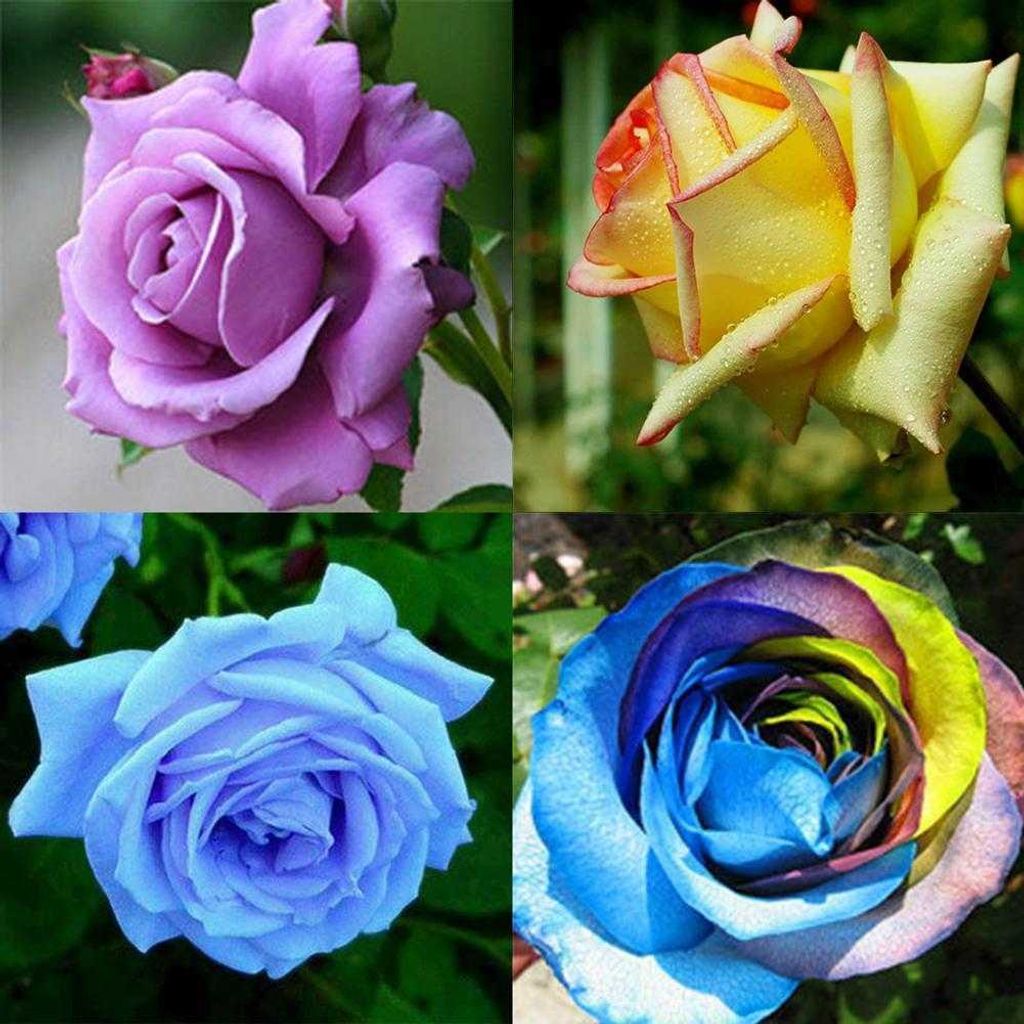 Seltene Hellblau Rose Blumensamen Gartenpflanze 