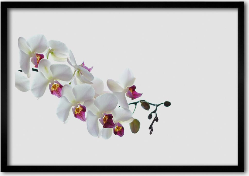 Bild 70x50 MDF-Rahmen Wandkunst Blumen Pflanzen Natur