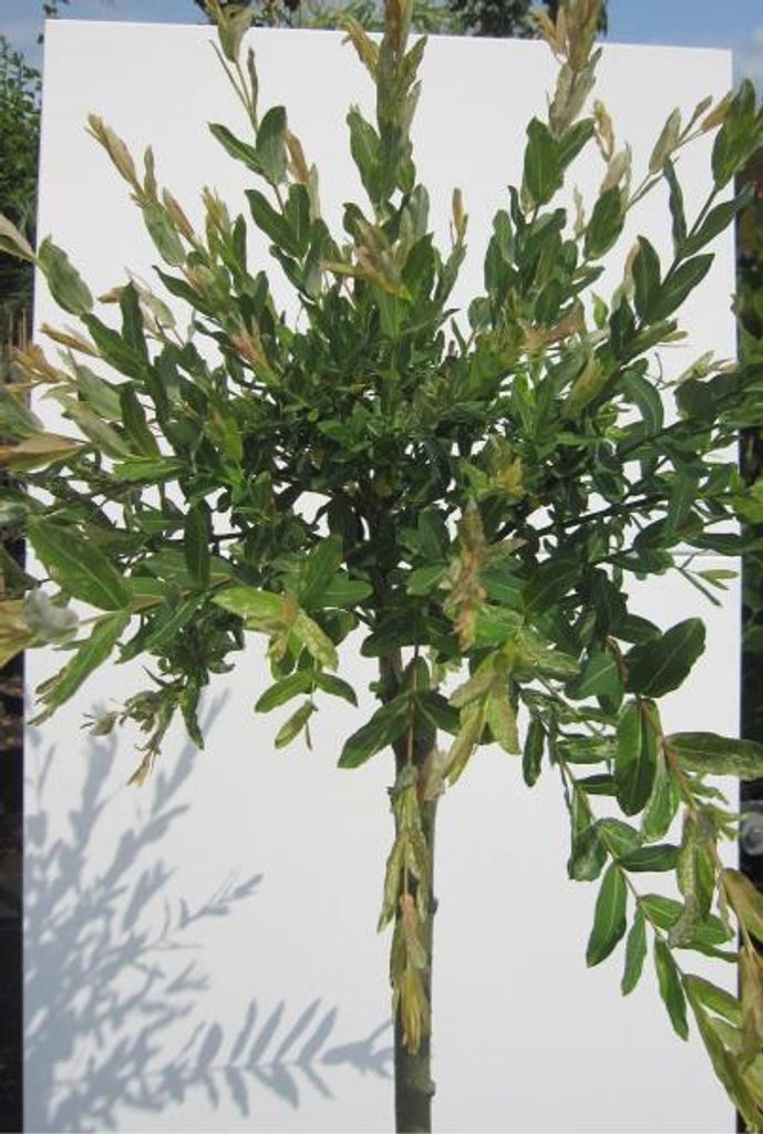 Hochstamm Harlekinweide Hakuro Nishiki - Salix integra - Stamm 100 cm + Krone