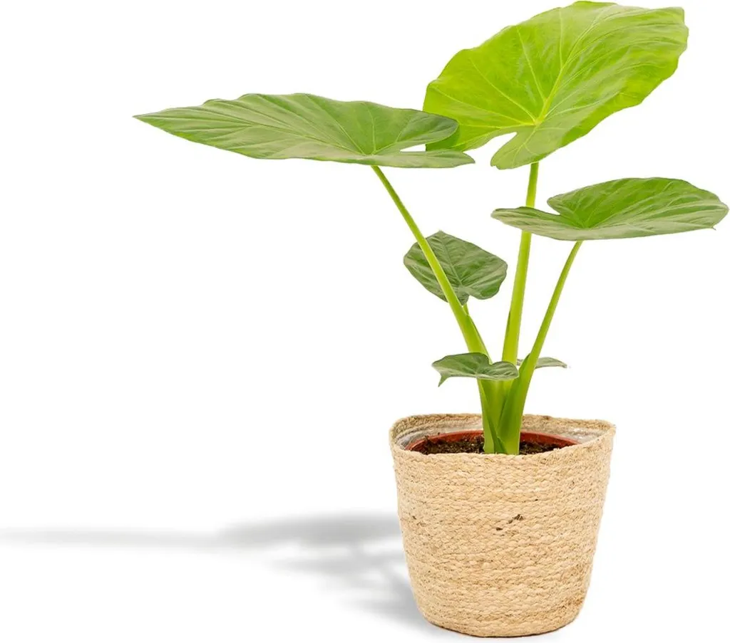 Alocasia Macrorrhiza Ø19cm Hauteur 70cm avec Panier Selin Design