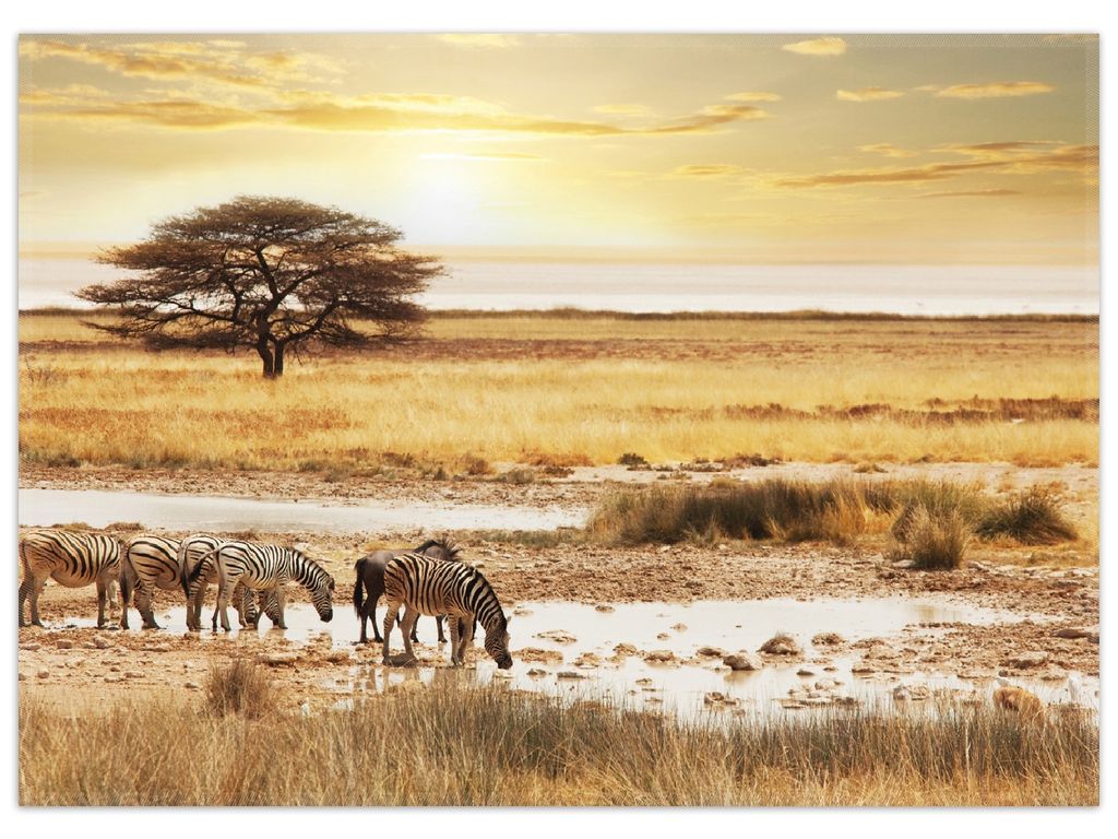 Wallario Premium Teppich, Größe 50 x 70 cm, Safari in Afrika eine Herde Zebras am Wasser