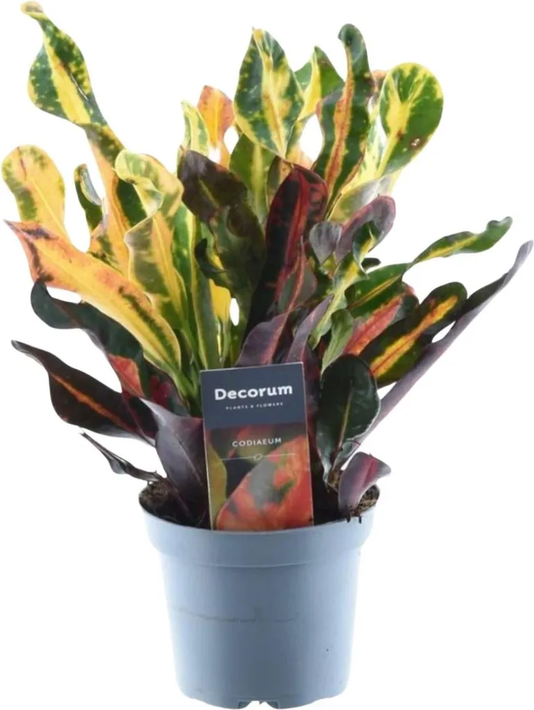 Croton Mammi au Feuillage Coloré et Spiralé - Plante Déco 30 cm - Ø12 cm
