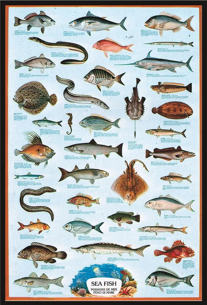 Affiche Poissons Marins avec Cadre Noir Shinsuke Maxi 61x91,5 cm