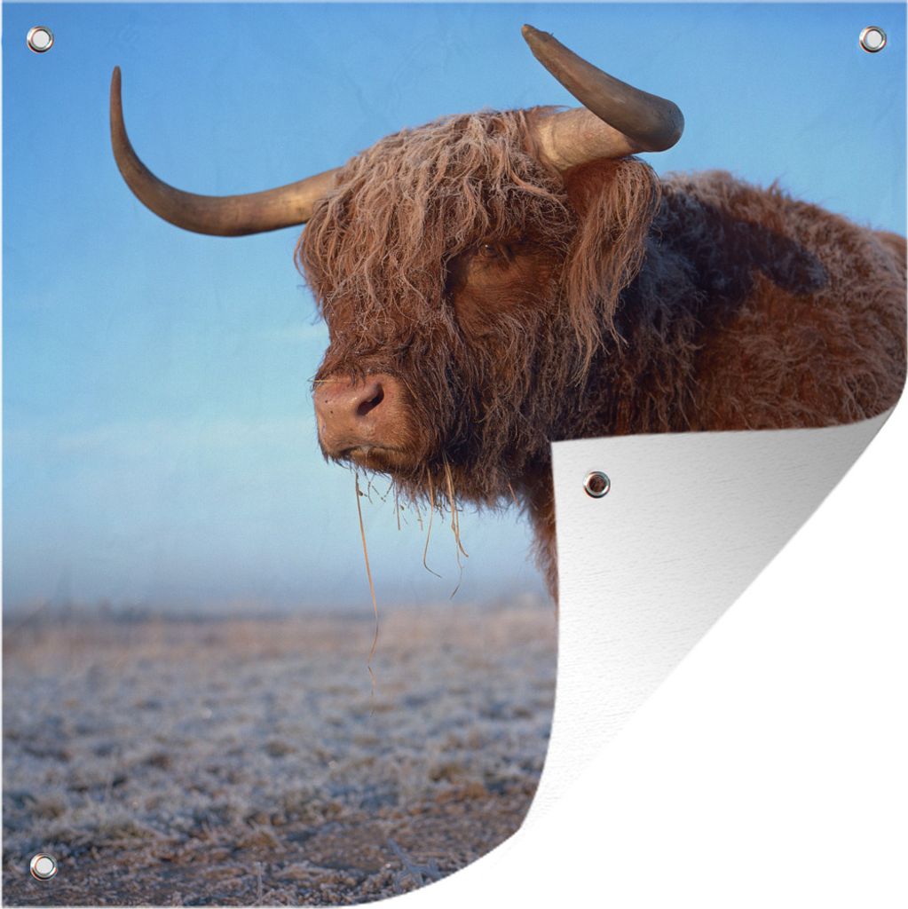 MuchoWow 50x50 cm Outdoor-Poster Gartendeko Sichtschutz Garten Poster für den Garten Schottischer Highlander - Hörner - Winter