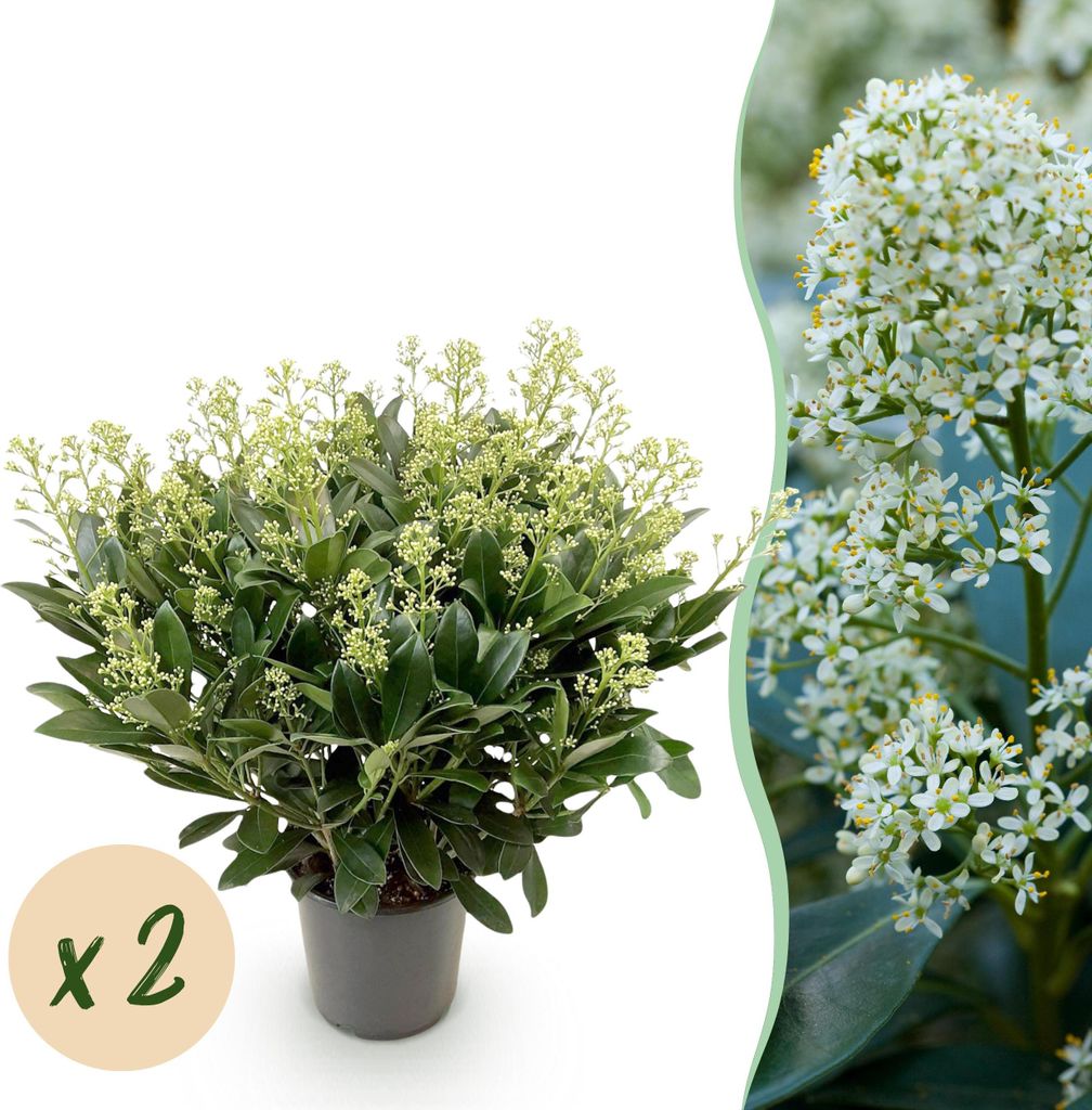 Skimmia japonica Finchy - Blüte Weiß - 40+ Blüten - 2 Produktbild 