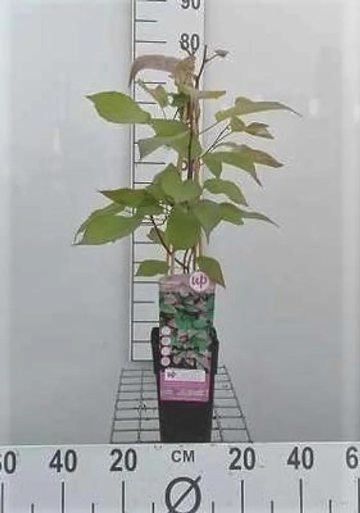 Actinidia pilosula Ray Pencil 60-80 cm en pot - Plante grimpante rare