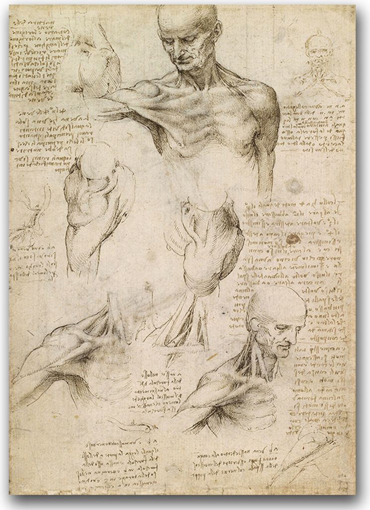 Poster - Canvas - Leinwand - 59,4 cm x 84,1 cm - Fotoposter - Leinwandkunst - Da Vinci Muskeln