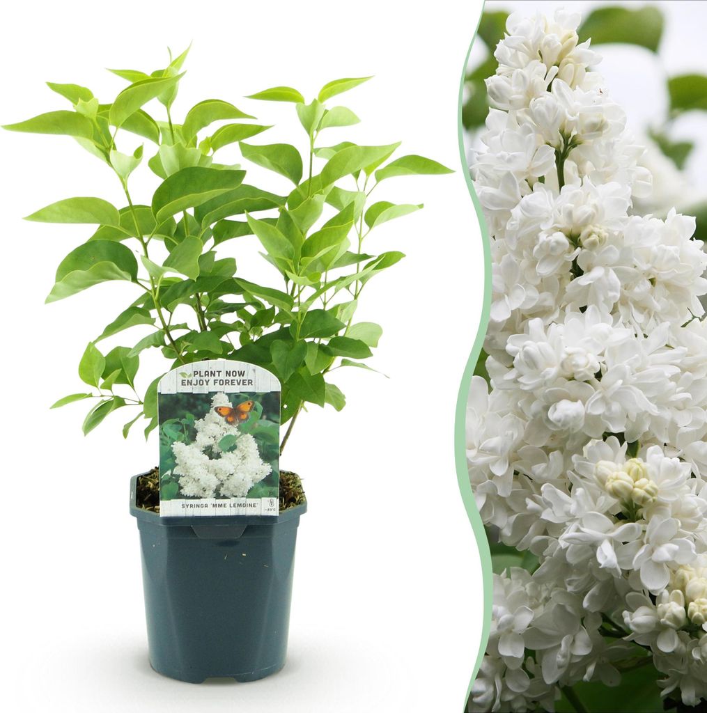Green boutiQ - Gartenpflanze - Syringa vulgaris Mme Lemoine - Gewöhnlicher Flieder - Winterhart - Weiß - 1 Pflanze - Topf 17cm - Höhe 45cm